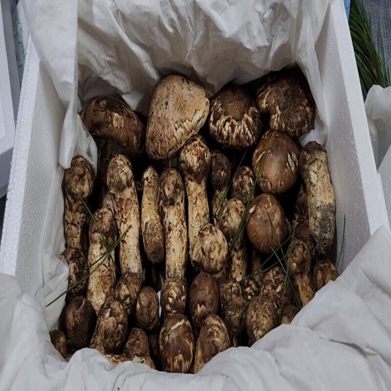 속초몰,송이버섯꿀 1150g