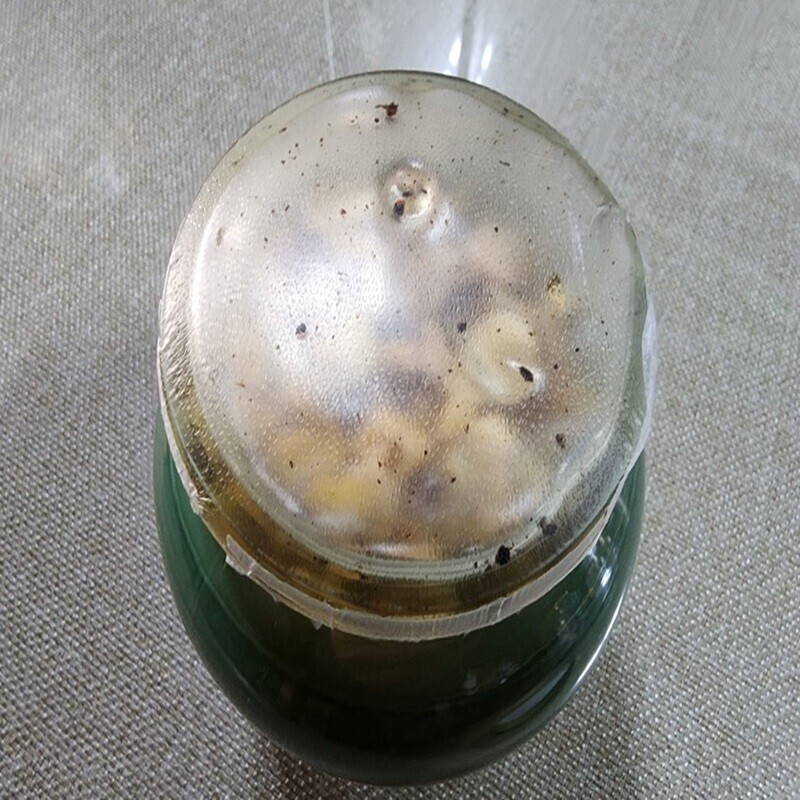속초몰,송이버섯꿀 1150g